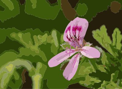 Rose Geranium clipart
