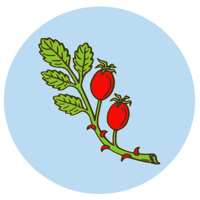 Rose Hip Fruit clipart