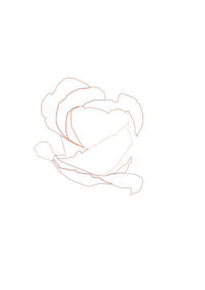 Rose with Drops clipart