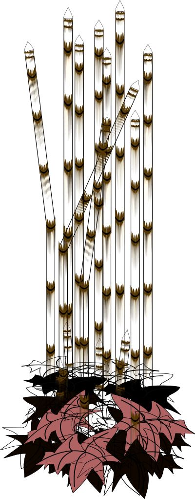 Rough horsetail clipart