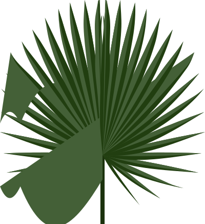 Sabal leaf clipart