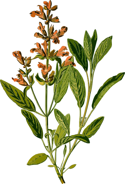 Sage (low resolution) clipart