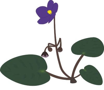 Saintpaulia clipart