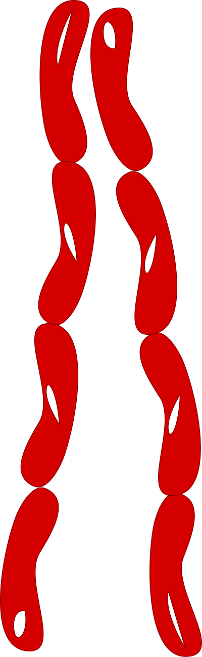 Salsicha clipart