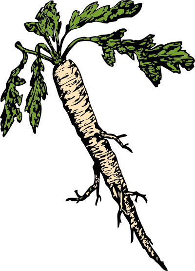 Salsify clipart