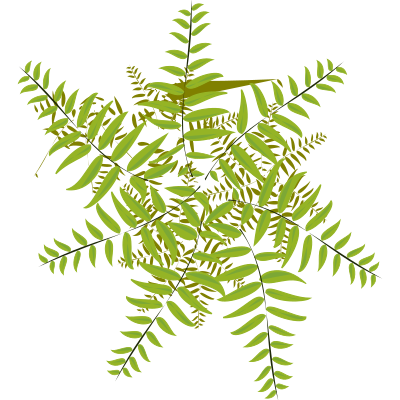 Samambaia clipart