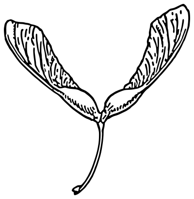 Samara clipart