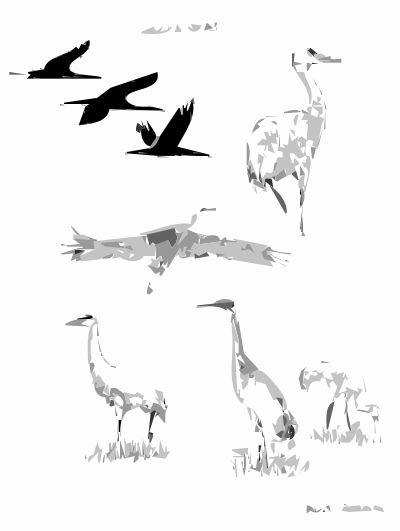 Sandhill Cranes clipart