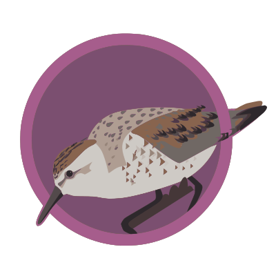 Sandpiper clipart