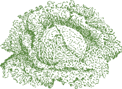 Savoy cabbage clipart