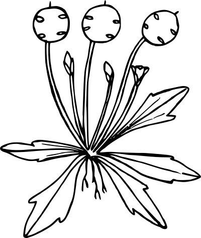Scalepod clipart