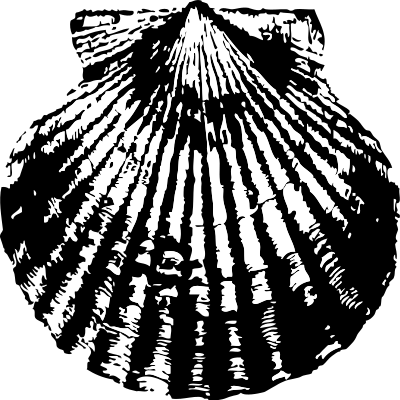Scallop clipart