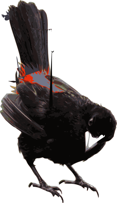 Scarlet-rumped Tanager (Ramphocelus passerinii) clipart