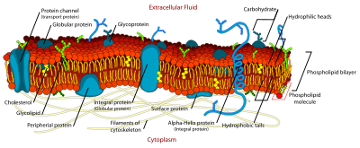 Schematic representation of the cell membrane clipart