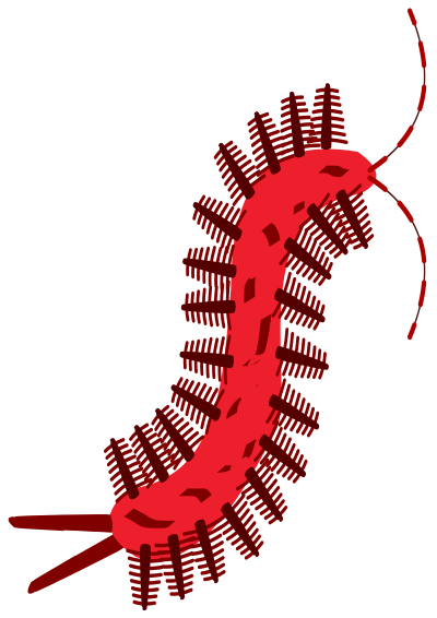 SCOLOPENDRA clipart