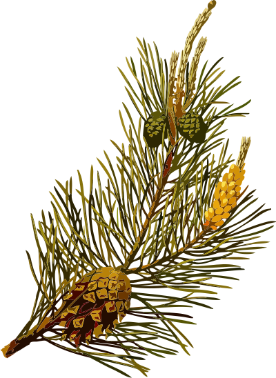 Scots pine (low resolution) clipart