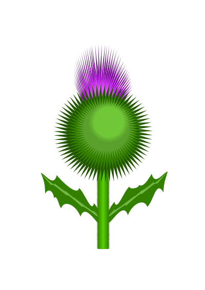 Scottish Thistle clipart