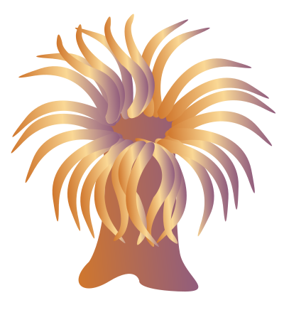 Sea â€‹â€‹anemone clipart