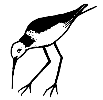 Sea Bird clipart