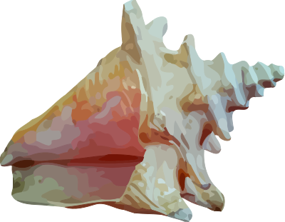 Sea shell 12 clipart