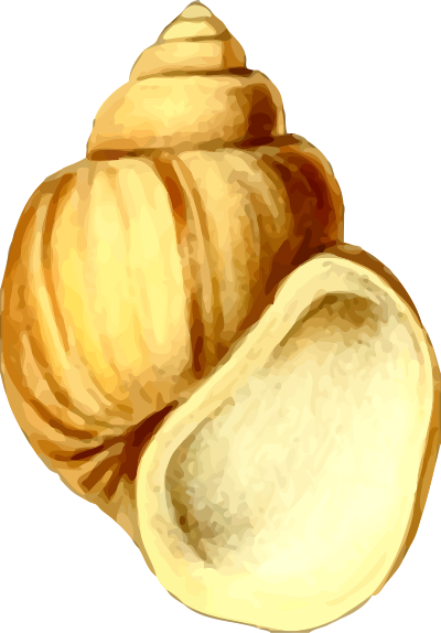 Sea shell 19 clipart