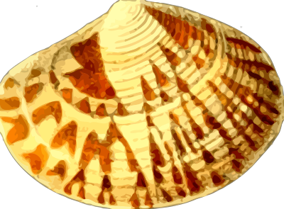 Sea shell 20 clipart