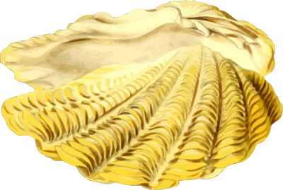 Sea shell 22 clipart