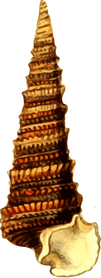 Sea shell 23 clipart