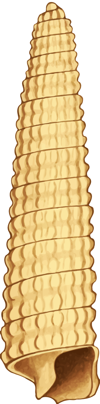 Sea shell 33 clipart
