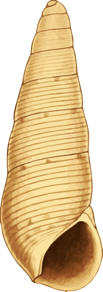 Sea shell 34 clipart