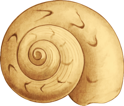 Sea shell 35 clipart