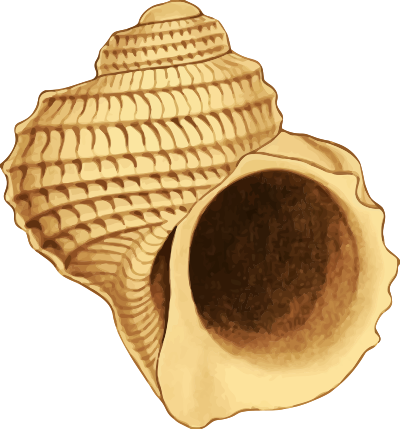 Sea shell 37 clipart