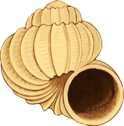 Sea shell 38 clipart