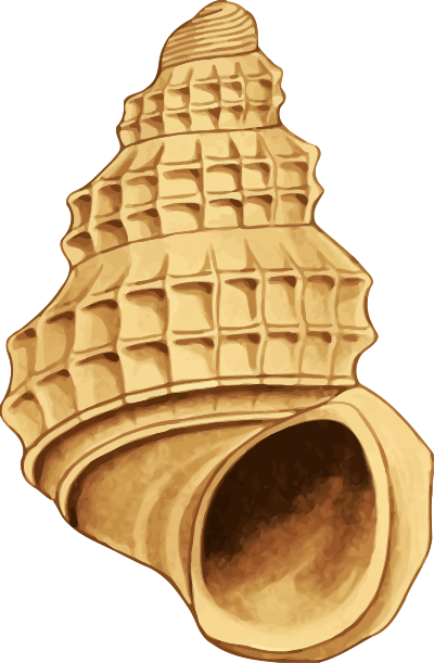 Sea shell 39 clipart