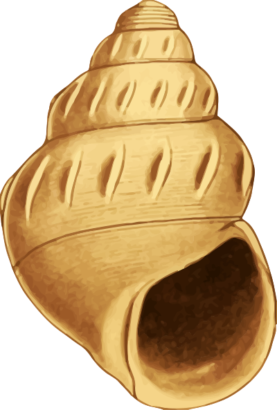 Sea shell 40 clipart