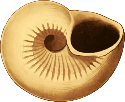 Sea shell 41 clipart