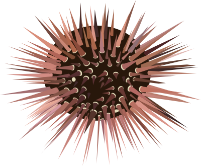 Sea Urchin clipart