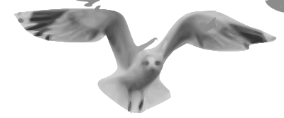 Seagull 01 clipart