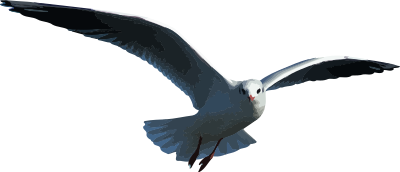 Seagull clipart