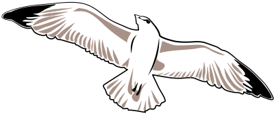 Seagull clipart