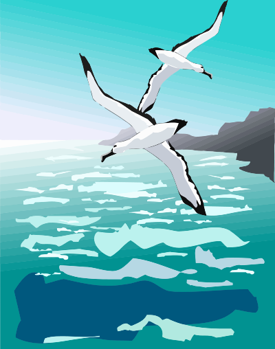 Seagull 4 clipart