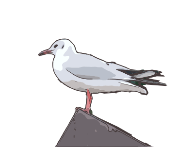 Seagull standing clipart