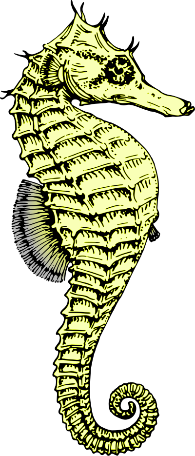 Seahorse 3 (colour) clipart