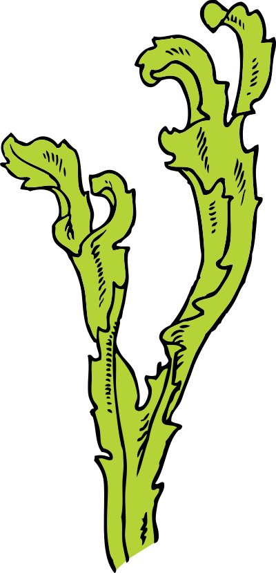 Seaweed clipart