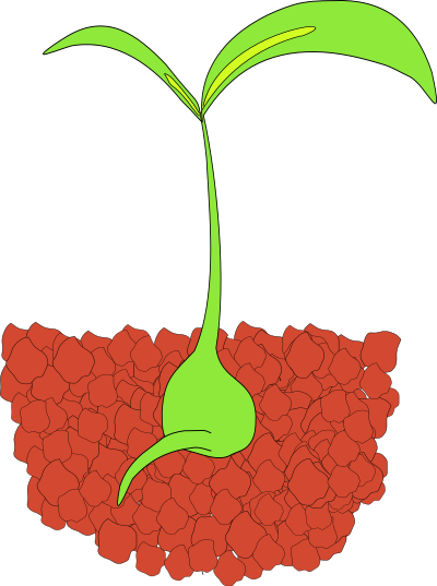 Seedling clipart