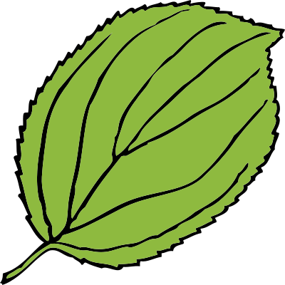 Serrate leaf clipart