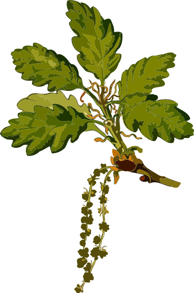 Sessile oak 2 (low resolution) clipart