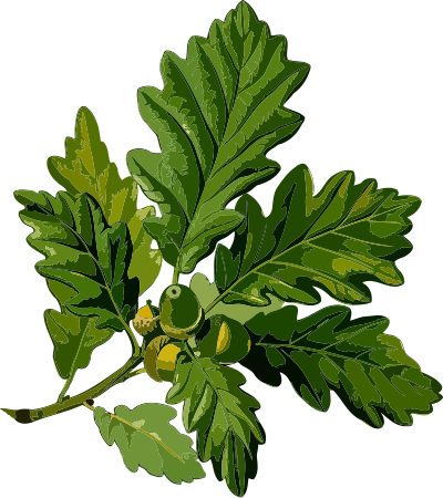 Sessile oak (low resolution) clipart
