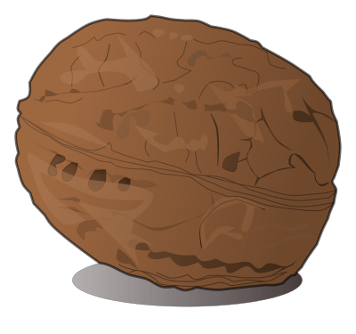Shaded walnut clipart