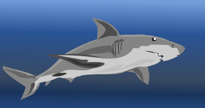 Shark clipart